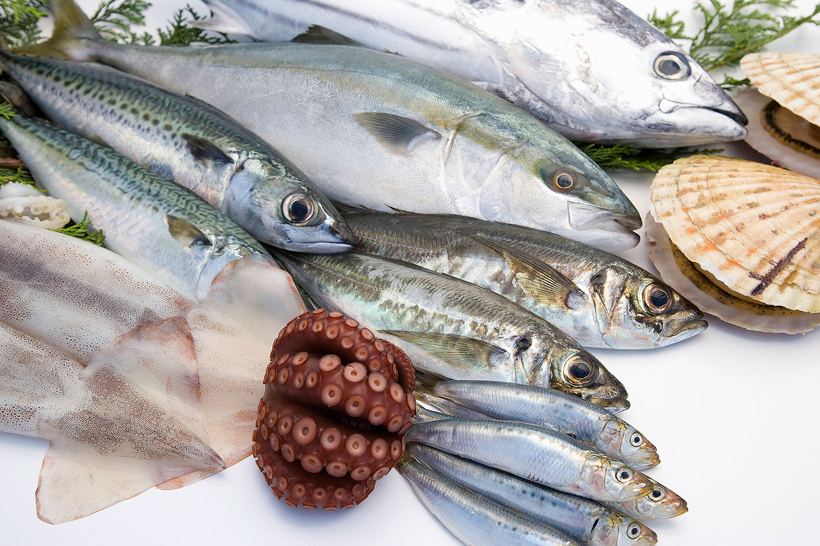 fisherman image
